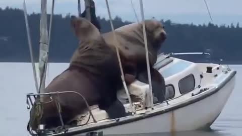 Boats and sea lions 🤣