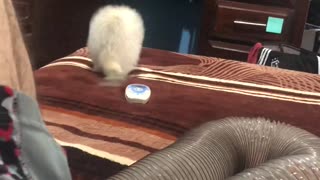 Ferret Falls From Bed