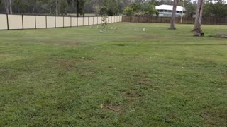Nine Beagles Chase A Remote-Controlled Car Around The Backyard
