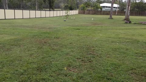 Nine Beagles Chase A Remote-Controlled Car Around The Backyard