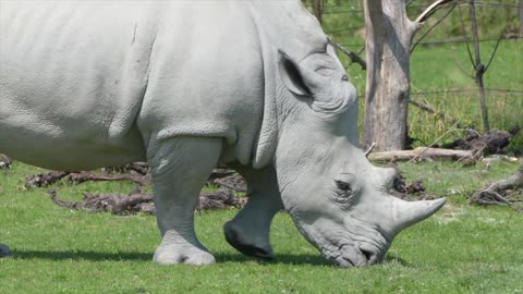 White Rhino from the Red Book