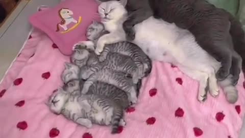 Sweet cat family 🥰