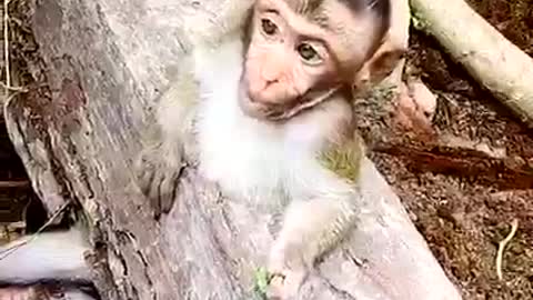 The clever dog saved the monkey trapped in a log