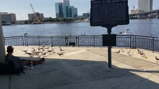 Seagulls crying for foods from a homeless man