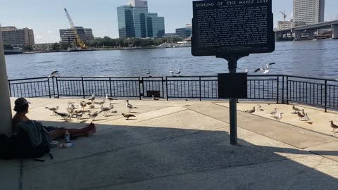 Seagulls crying for foods from a homeless man