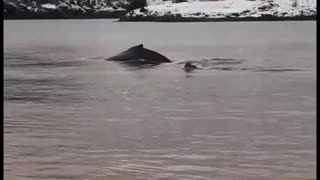 Up Close with Humpback Whales.. Newfoundland, Canada