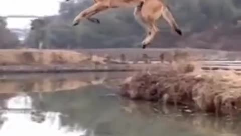 When military dog jumps high