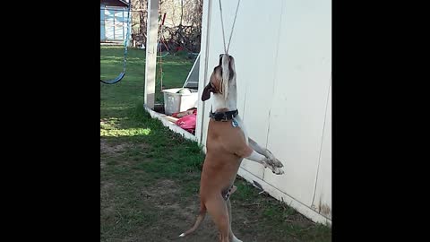 Hanging Around: Dog Swings On Rope Swing