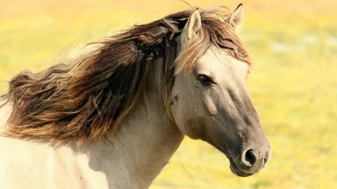 Horse hairs Moving
