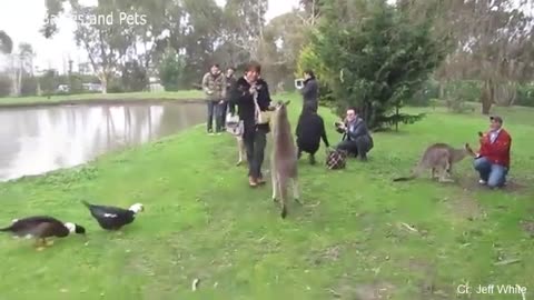 Funny animal chasing and scraring people