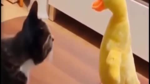 Funny cat telling Bird something??????