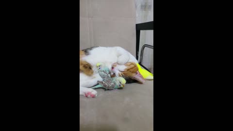 Cat snuggles up with parakeets for a nap