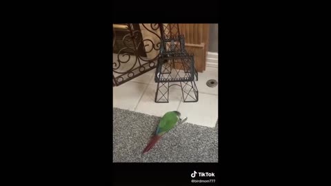 Funny and Cute Parrots | funny parrots talking Compilation Pet Birds Compilation