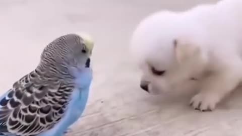 Cute Puppy & nughty Parrot