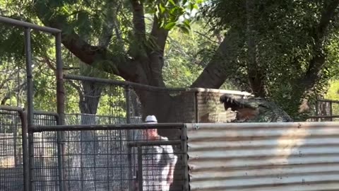 Crocodile is trying to scale the fence while the other crocodile is getting fed