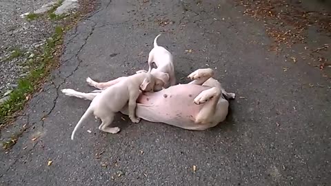mamma e cuccioli dogo agentino- cute puppy