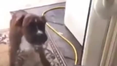The funny dog falls down crashing with the mirror. Try not to laugh!!