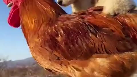 Cute funny dog playing with cock