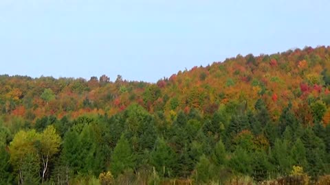 Fall Foliage