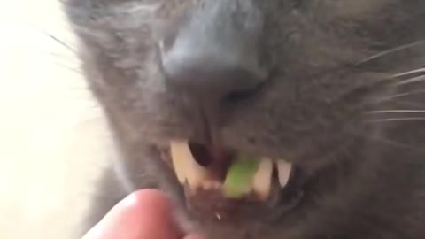 Spinach Cat makes funny face eating spinach