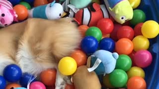 Corgi lies asleep in colorful ball pit