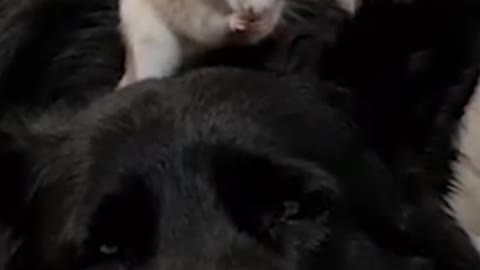 Rat and dog best friendship #short video