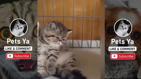Supper Cute Cats And Kittens In The World 💗 Funny Compilation 2020