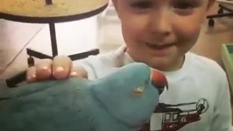Blue parrot biting kid