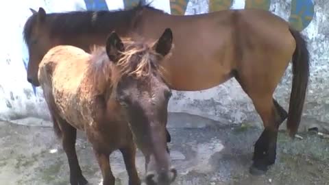 Foal goes to suckle from the mare, but gives up when he sees is being filmed [Nature & Animals]