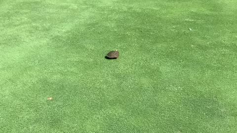 Turtle on the Green!