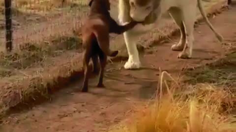 When a lion meets a dog, do you think the result is...