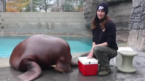 training sessions and see the special bond shared between walrus Pakak and trainer Erika.