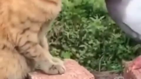Cute And Funny Pets Compilation Cutest Lands