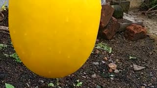 Big yellow melon