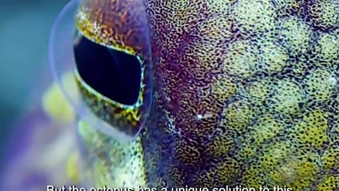 The Veined Octopus