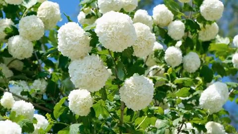 Snowball White Flower