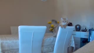 Kitten delivers very cute jump scare