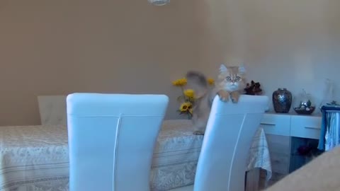 Kitten delivers very cute jump scare