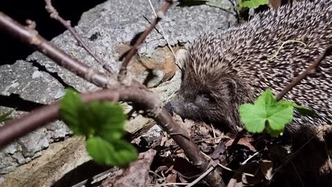 Very cute hedgehog