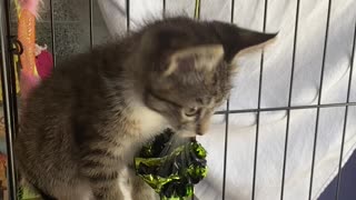 Kitten attack!