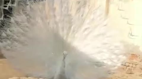 White Peacock 🦚 Open Feathers Video By Kingdom of Awais