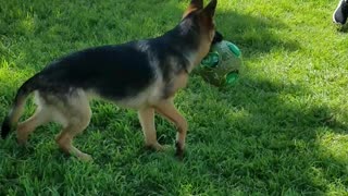 Nova and Lyla playing soccer with the big kids