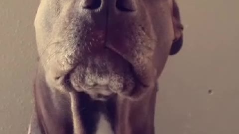 Very vocal dog makes her displeasure crystal clear