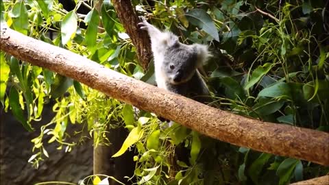 Baby koala Beats playing e climbing