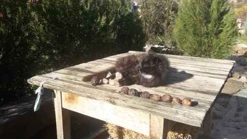Timofey the cat sunbathing