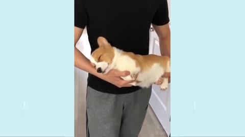 Very funny puppiesvideo