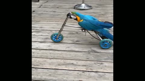 Blue Macaw riding a tricycle❤