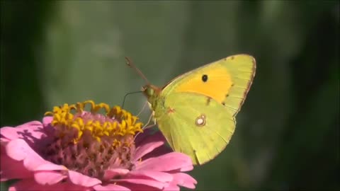 Beautiful view of butterflies collecting nectar.❤️