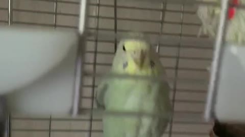 Budgie jumps into owners hand after being away for 6 months