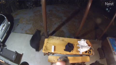 Black Bears Pay Guests a Visit at Cabin in Gatlinburg